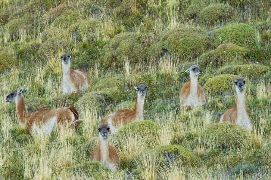Sổ tay du lịch so tay du lich Sotaydulich Sotay Dulich Khampha Kham Pha Bui Lạc đà cao nguyên Patagonia
