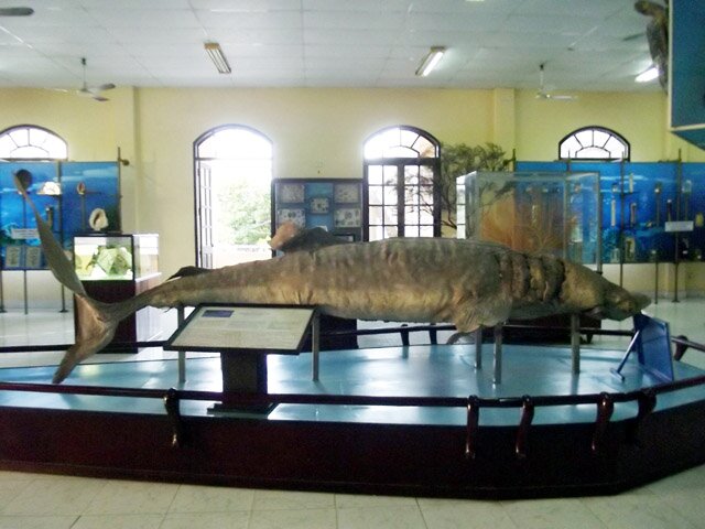 Sổ tay du lịch so tay du lich Sotaydulich Sotay Dulich Khampha Kham Pha Bui Thăm bảo tàng sinh vật biển lớn nhất Việt Nam
