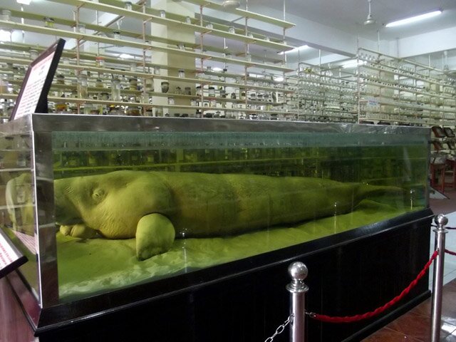 Sổ tay du lịch so tay du lich Sotaydulich Sotay Dulich Khampha Kham Pha Bui Thăm bảo tàng sinh vật biển lớn nhất Việt Nam