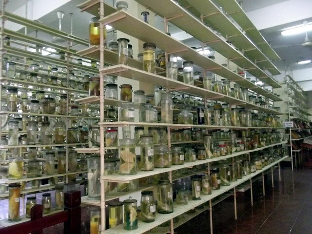 Sổ tay du lịch so tay du lich Sotaydulich Sotay Dulich Khampha Kham Pha Bui Thăm bảo tàng sinh vật biển lớn nhất Việt Nam