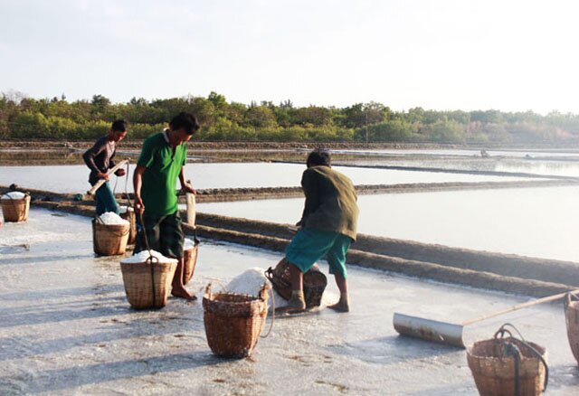 Sổ tay du lịch so tay du lich Sotaydulich Sotay Dulich Khampha Kham Pha Bui Về Cần Giờ thu hoạch muối cùng diêm dân