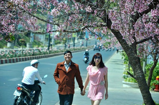 Sổ tay du lịch so tay du lich Sotaydulich Sotay Dulich Khampha Kham Pha Bui Mai anh đào rợp trời xuân Đà Lạt, hớp hồn du khách