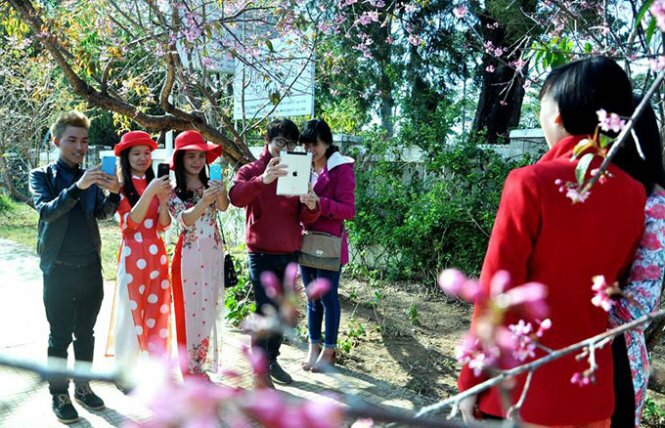 Sổ tay du lịch so tay du lich Sotaydulich Sotay Dulich Khampha Kham Pha Bui Mai anh đào rợp trời xuân Đà Lạt, hớp hồn du khách