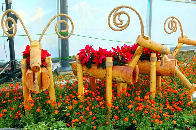 Sổ tay du lịch so tay du lich Sotaydulich Sotay Dulich Khampha Kham Pha Bui Đường hoa Tết Sài Gòn rực rỡ trước giờ khai mạc