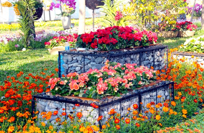 Sổ tay du lịch so tay du lich Sotaydulich Sotay Dulich Khampha Kham Pha Bui Đường hoa Tết Sài Gòn rực rỡ trước giờ khai mạc