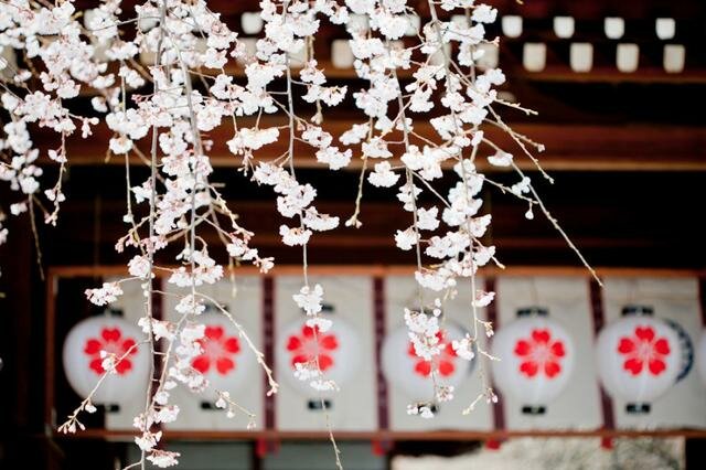 Sổ tay du lịch so tay du lich Sotaydulich Sotay Dulich Khampha Kham Pha Bui Thưởng lãm hoa anh đào Nhật Bản