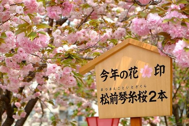 Sổ tay du lịch so tay du lich Sotaydulich Sotay Dulich Khampha Kham Pha Bui Thưởng lãm hoa anh đào Nhật Bản