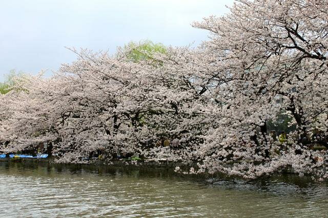 Sổ tay du lịch so tay du lich Sotaydulich Sotay Dulich Khampha Kham Pha Bui Thưởng lãm hoa anh đào Nhật Bản