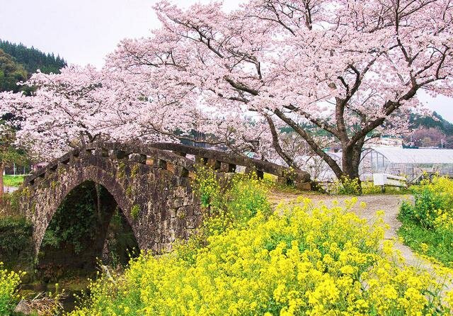 Sổ tay du lịch so tay du lich Sotaydulich Sotay Dulich Khampha Kham Pha Bui Thưởng lãm hoa anh đào Nhật Bản