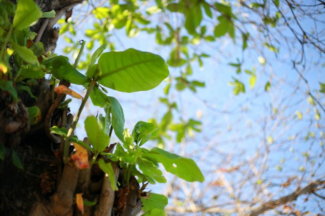 Sổ tay du lịch so tay du lich Sotaydulich Sotay Dulich Khampha Kham Pha Bui Nha Trang mùa cây bàng lá đỏ