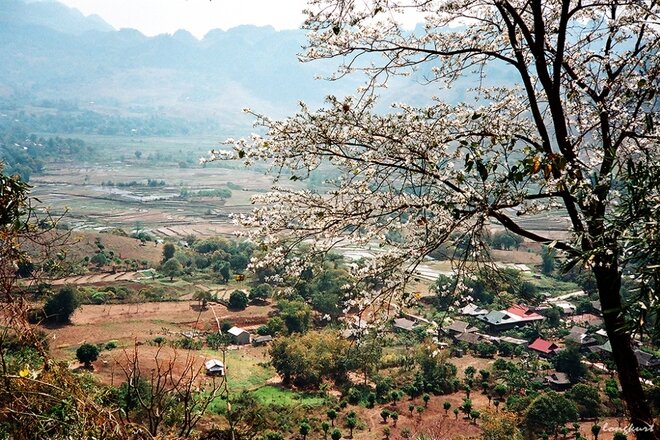Sổ tay du lịch so tay du lich Sotaydulich Sotay Dulich Khampha Kham Pha Bui Vẻ đẹp của hoa ban và ruộng lúa Tây Bắc mùa xuân 