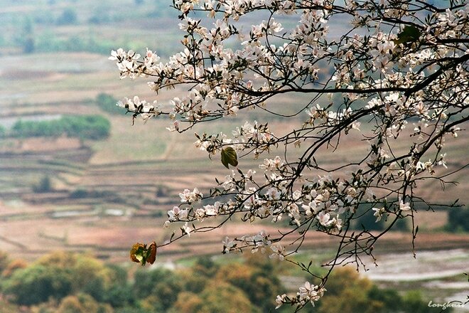 Sổ tay du lịch so tay du lich Sotaydulich Sotay Dulich Khampha Kham Pha Bui Vẻ đẹp của hoa ban và ruộng lúa Tây Bắc mùa xuân 