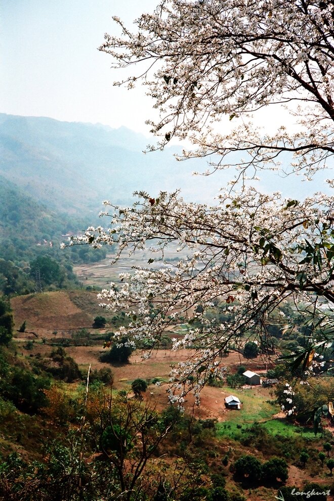 Sổ tay du lịch so tay du lich Sotaydulich Sotay Dulich Khampha Kham Pha Bui Vẻ đẹp của hoa ban và ruộng lúa Tây Bắc mùa xuân 