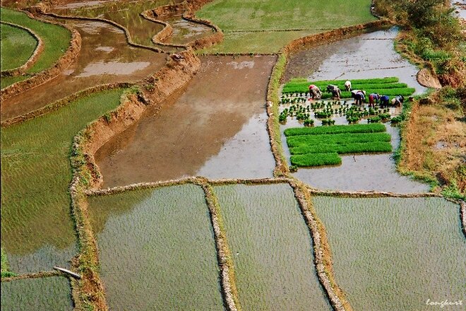 Sổ tay du lịch so tay du lich Sotaydulich Sotay Dulich Khampha Kham Pha Bui Vẻ đẹp của hoa ban và ruộng lúa Tây Bắc mùa xuân 