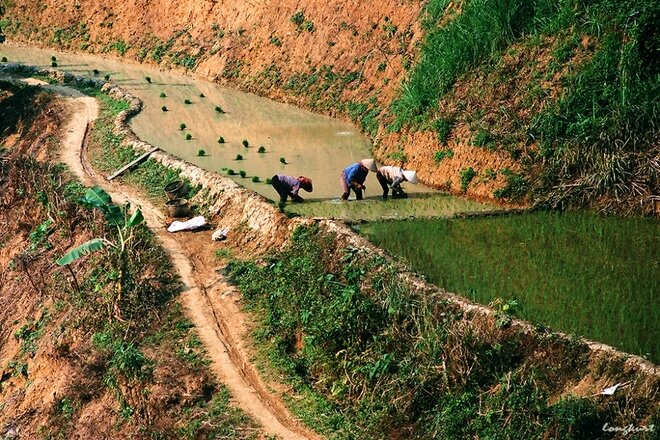 Sổ tay du lịch so tay du lich Sotaydulich Sotay Dulich Khampha Kham Pha Bui Vẻ đẹp của hoa ban và ruộng lúa Tây Bắc mùa xuân 