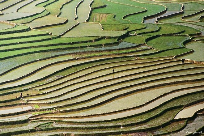 Sổ tay du lịch so tay du lich Sotaydulich Sotay Dulich Khampha Kham Pha Bui Vẻ đẹp của hoa ban và ruộng lúa Tây Bắc mùa xuân 