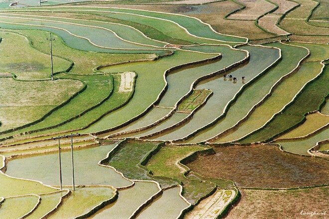 Sổ tay du lịch so tay du lich Sotaydulich Sotay Dulich Khampha Kham Pha Bui Vẻ đẹp của hoa ban và ruộng lúa Tây Bắc mùa xuân 