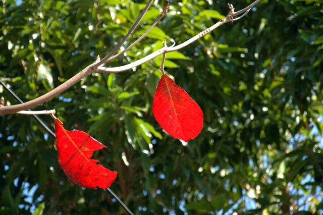Sổ tay du lịch so tay du lich Sotaydulich Sotay Dulich Khampha Kham Pha Bui Dạo Côn Đảo ngắm lá bàng đỏ rực trời xuân