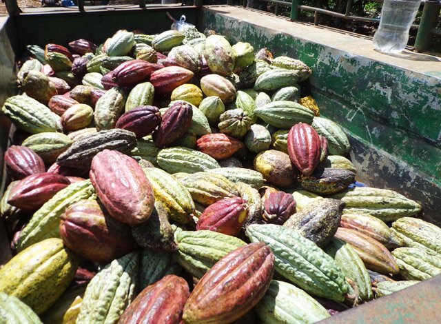 Sổ tay du lịch so tay du lich Sotaydulich Sotay Dulich Khampha Kham Pha Bui Thăm vườn ca cao Đắk Lắk