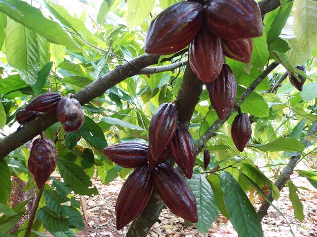 Sổ tay du lịch so tay du lich Sotaydulich Sotay Dulich Khampha Kham Pha Bui Thăm vườn ca cao Đắk Lắk