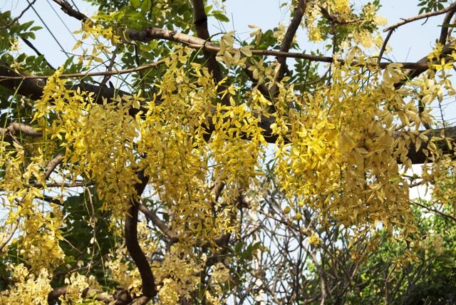 Sổ tay du lịch so tay du lich Sotaydulich Sotay Dulich Khampha Kham Pha Bui Sài Gòn mùa hoa bò cạp vàng