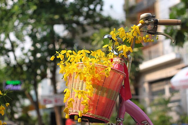 Sổ tay du lịch so tay du lich Sotaydulich Sotay Dulich Khampha Kham Pha Bui Sài Gòn mùa hoa bò cạp vàng