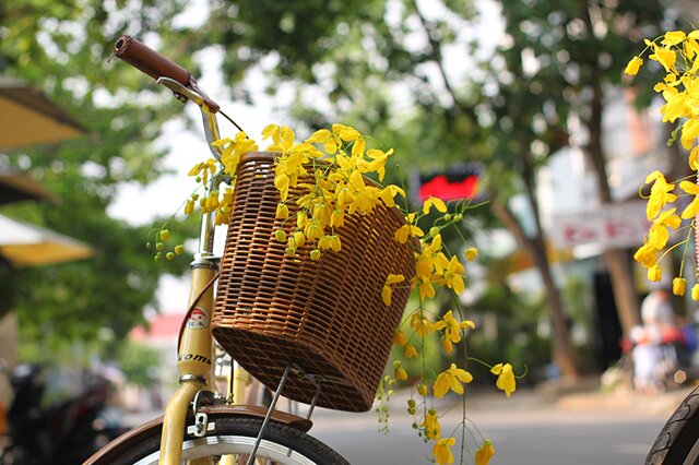 Sổ tay du lịch so tay du lich Sotaydulich Sotay Dulich Khampha Kham Pha Bui Sài Gòn mùa hoa bò cạp vàng