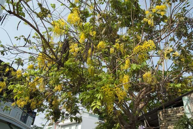 Sổ tay du lịch so tay du lich Sotaydulich Sotay Dulich Khampha Kham Pha Bui Sài Gòn mùa hoa bò cạp vàng