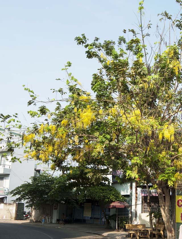 Sổ tay du lịch so tay du lich Sotaydulich Sotay Dulich Khampha Kham Pha Bui Sài Gòn mùa hoa bò cạp vàng