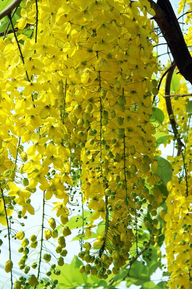 Sổ tay du lịch so tay du lich Sotaydulich Sotay Dulich Khampha Kham Pha Bui Sài Gòn mùa hoa bò cạp vàng