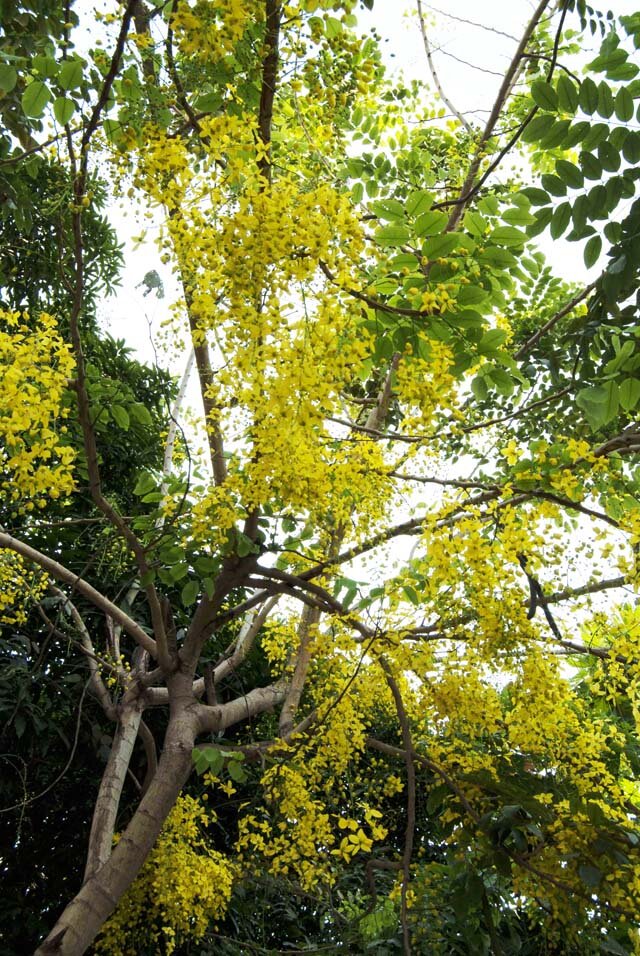 Sổ tay du lịch so tay du lich Sotaydulich Sotay Dulich Khampha Kham Pha Bui Sài Gòn mùa hoa bò cạp vàng