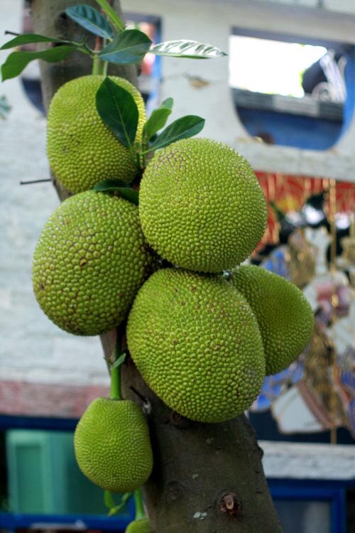 Sotaydulich Sotay Dulich Khampha Kham Pha Bui Chim xanh khu vuon ky la