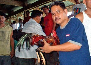 Sotaydulich Sotay Dulich Khampha Kham Pha Bui choi ga o Philippines