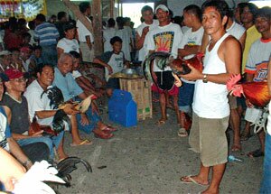 Sotaydulich Sotay Dulich Khampha Kham Pha Bui choi ga o Philippines