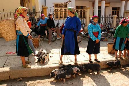 Sotaydulich Sotay Dulich Khampha Kham Pha Bui Cho gia suc o cuc bac To Quoc