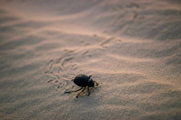 Sotaydulich Sotay Dulich Khampha Kham Pha Bui Sahara Ky su Con trung noi xa mac