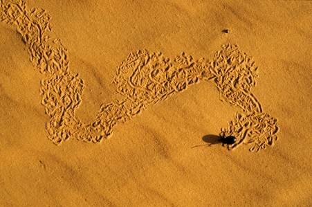 Sotaydulich Sotay Dulich Khampha Kham Pha Bui Sahara Ky su Con trung noi xa mac