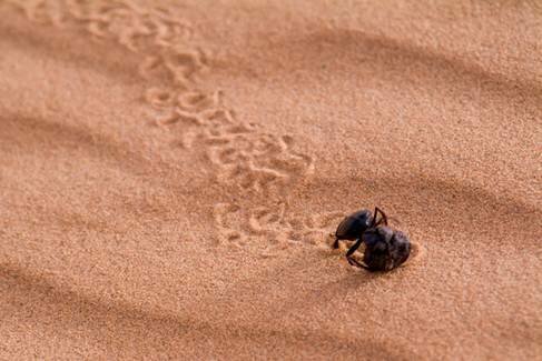 Sotaydulich Sotay Dulich Khampha Kham Pha Bui Sahara Ky su Con trung noi xa mac