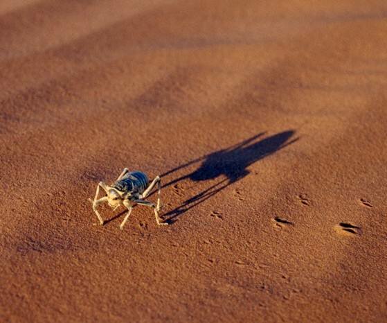 Sotaydulich Sotay Dulich Khampha Kham Pha Bui Sahara Ky su Con trung noi xa mac