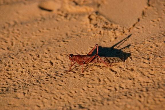 Sotaydulich Sotay Dulich Khampha Kham Pha Bui Sahara Ky su Con trung noi xa mac