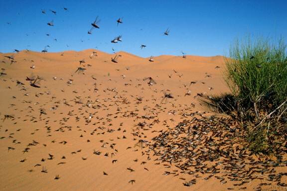 Sotaydulich Sotay Dulich Khampha Kham Pha Bui Sahara Ky su Con trung noi xa mac
