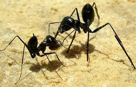 Sotaydulich Sotay Dulich Khampha Kham Pha Bui Sahara Ky su Con trung noi xa mac