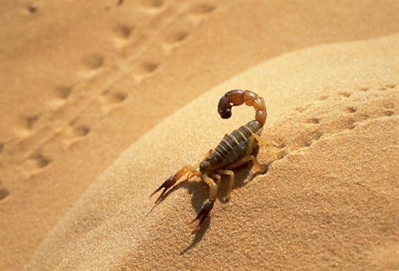 Sotaydulich Sotay Dulich Khampha Kham Pha Bui Sahara Ky su Con trung noi xa mac