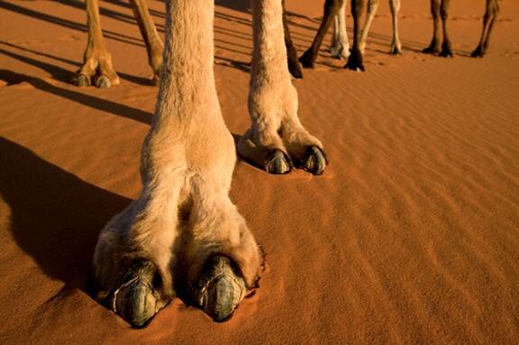 Sotaydulich Sotay Dulich Khampha Kham Pha Bui Sahara ky su Theo dau chan lac da