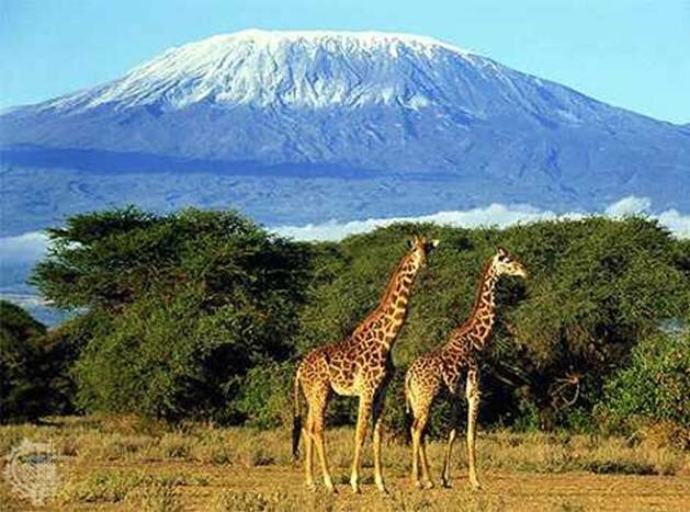 Sotaydulich Sotay Dulich Khampha Kham Pha Bui Kilimanjaro Nguoi khong lo cua Chau Phi
