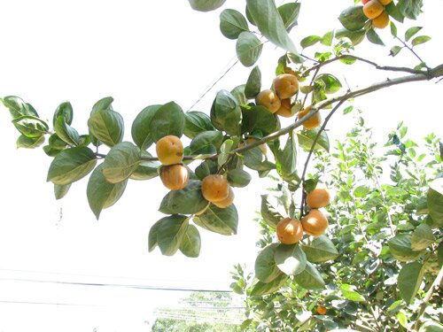 Sotaydulich Sotay Dulich Khampha Kham Pha Bui Kham pha tran D ran