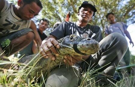Sotaydulich Sotay Dulich Khampha Kham Pha Bui Hoang so Komodo