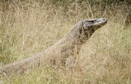 Sotaydulich Sotay Dulich Khampha Kham Pha Bui Hoang so Komodo