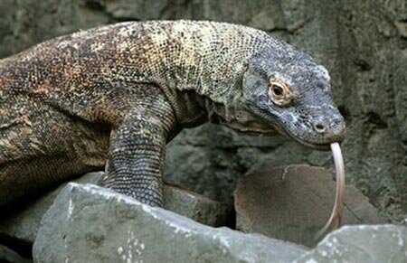Sotaydulich Sotay Dulich Khampha Kham Pha Bui Hoang so Komodo