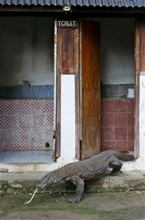 Sotaydulich Sotay Dulich Khampha Kham Pha Bui Hoang so Komodo